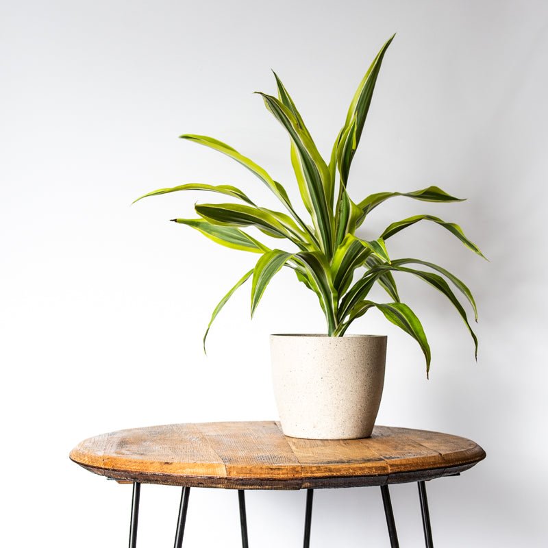 Tennessee Whiskey Barrel Side Table - Holtz Leather